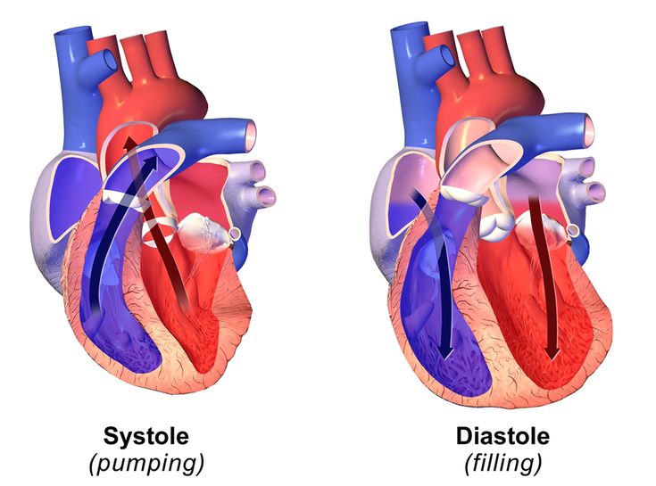 systolic and diastolic